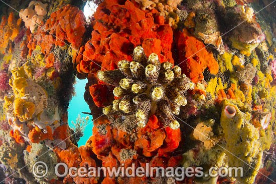 Sponges Tunicates Blairgowrie Pier photo