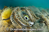 Seastar eating Globefish Photo - Gary Bell