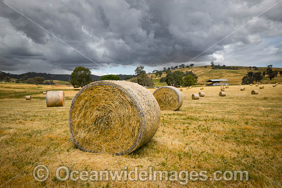 Hay Bales Outback NSW photo