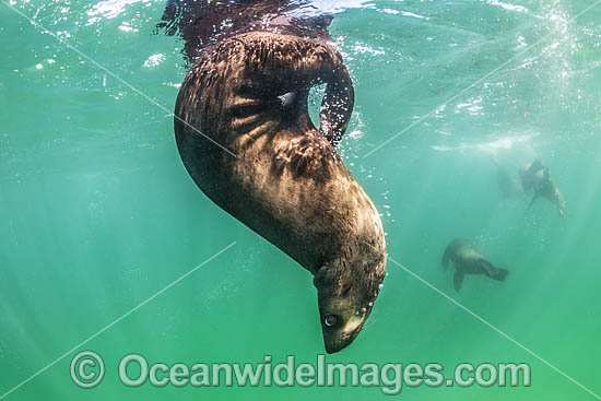 Australian Fur Seal Port Phillip Bay photo
