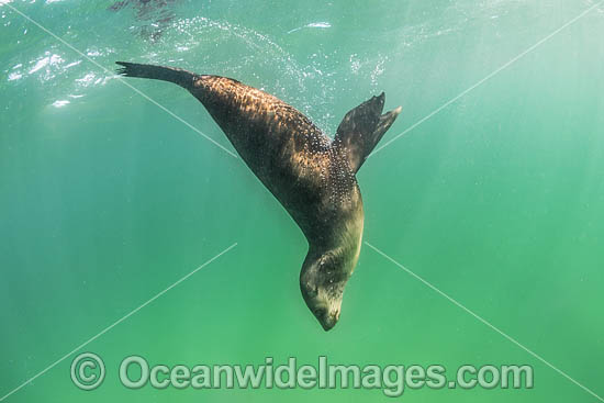 Australian Fur Seal (Arctocephalus pusillus). Photo taken at Chinaman's Hat, Port Phillip Bay, Mornington Peninsula, Victoria, Australia. Photo - Gary Bell