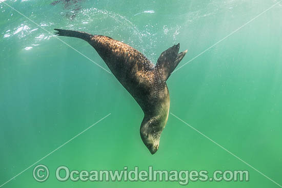 Australian Fur Seal (Arctocephalus pusillus). Photo taken at Chinaman's Hat, Port Phillip Bay, Mornington Peninsula, Victoria, Australia. Photo - Gary Bell Australian Fur Seal (Arctocephalus pusillus). Photo taken at Chinaman's Hat, Port Phillip Bay, Mornington Peninsula, Victoria, Australia. Photo - Gary Bell