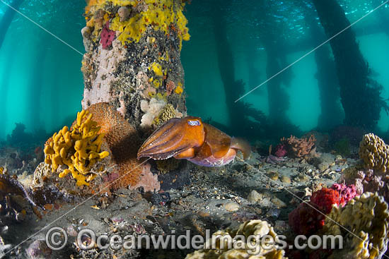 Giant Cuttlefish Port Phillip Bay photo