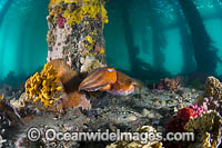 Giant Cuttlefish Port Phillip Bay Photo - Gary Bell