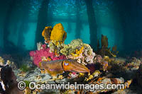 Giant Cuttlefish Sorrento Pier Photo - Gary Bell