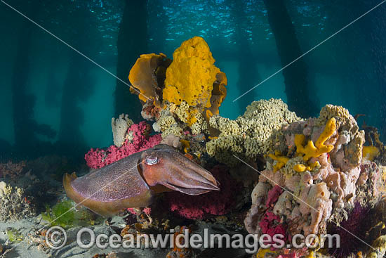 Giant Cuttlefish Port Phillip Bay photo