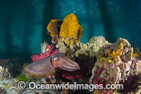 Giant Cuttlefish Port Phillip Bay Photo - Gary Bell