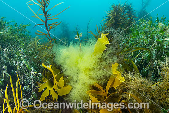 Kelp Port Phillip Bay photo