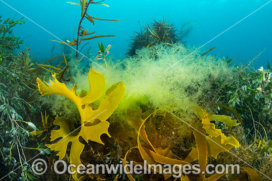 Kelp Port Phillip Bay photo