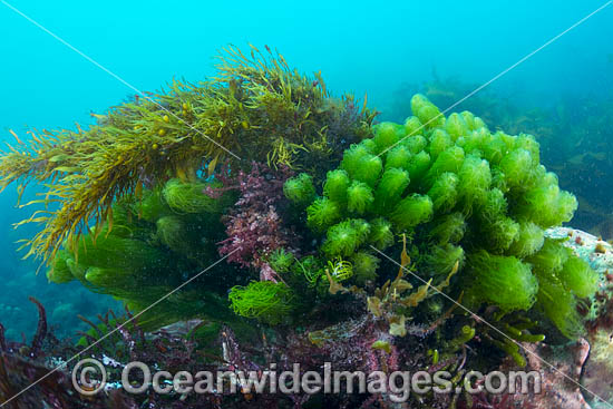 Kelp Port Phillip Bay photo