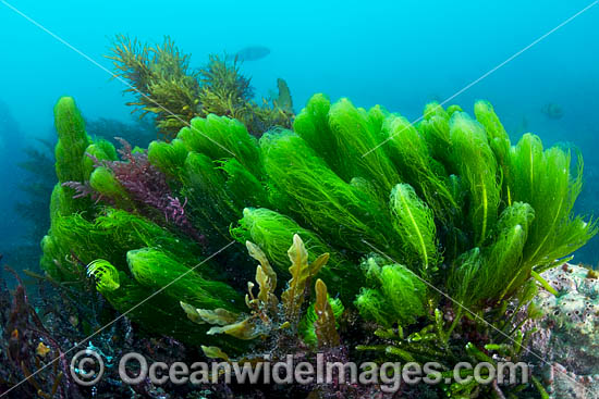 Kelp Port Phillip Bay photo