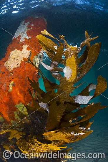 Kelp under Sorrento Pier photo