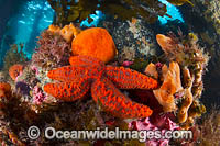 Temperate Reef Sorrento Pier Photo - Gary Bell