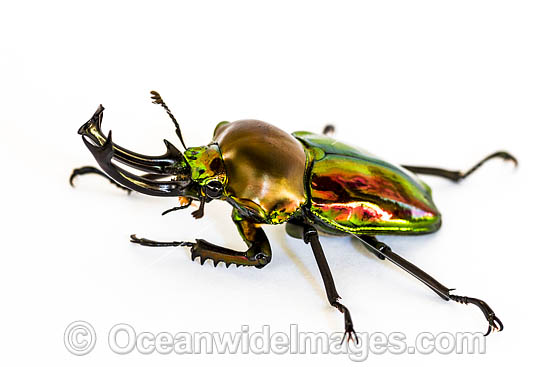 Rainbow Stag Beetle photo