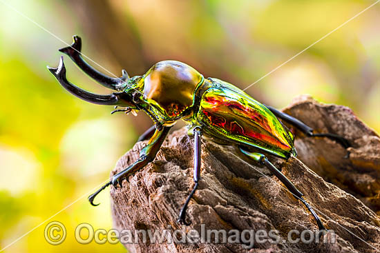 Rainbow Stag Beetle photo