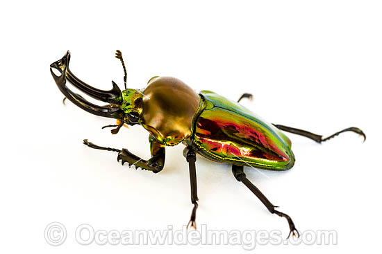 Rainbow Stag Beetle photo