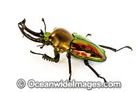 Rainbow Stag Beetle Photo - Gary Bell