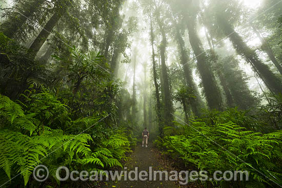 Hiker in Dorrigo Rainforest photo