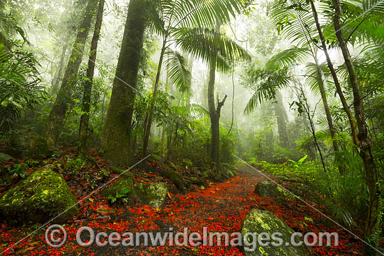Illawara Flame Trees in Rainforest photo