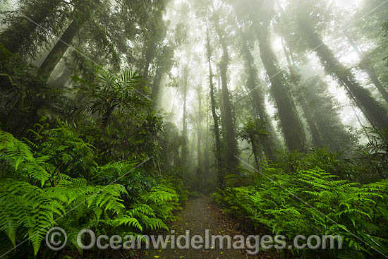 Rainforest track in mist photo