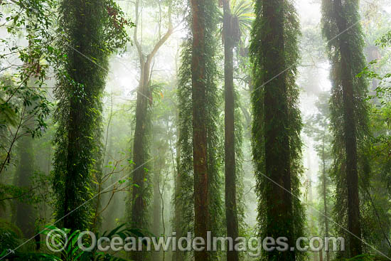 Rainforest in mist photo