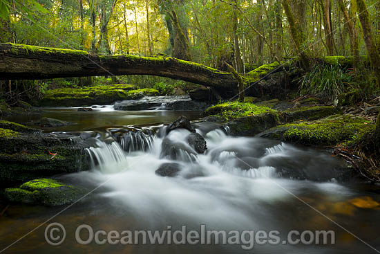 Rainforest Cascade New England photo
