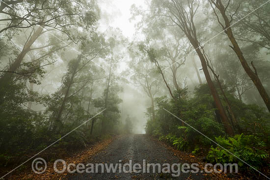 Eucalypt forest photo