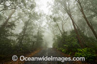Eucalypt forest Photo - Gary Bell