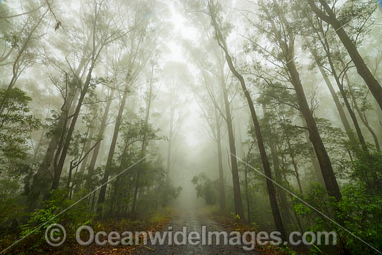 Eucalypt forest in mist photo