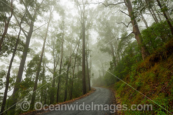 Eucalypt forest photo Eucalypt forest photo