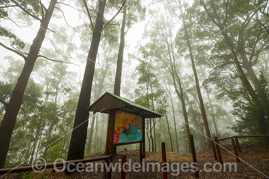 Bruxner Park Eucalypt Forest photo