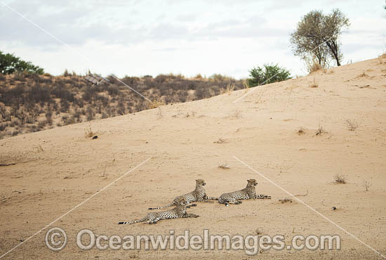 Cheetah (Acinonyx jubatus). Kagalagadi National Park, South Africa. Photo - Chris and Monique Fallows