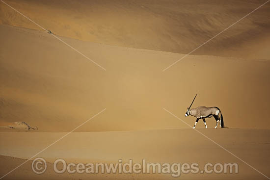 Gemsbok (Oryx gazella). Also known as Gemsbuck. This large African antelope is found mostly in desert habitats. Kunene, Namibia. Photo - Chris and Monique Fallows Gemsbok (Oryx gazella). Also known as Gemsbuck. This large African antelope is found mostly in desert habitats. Kunene, Namibia. Photo - Chris and Monique Fallows
