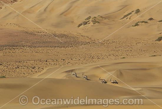 Gemsbok (Oryx gazella). Also known as Gemsbuck. This large African antelope is found mostly in desert habitats. Kunene, Namibia. Photo - Chris and Monique Fallows Gemsbok (Oryx gazella). Also known as Gemsbuck. This large African antelope is found mostly in desert habitats. Kunene, Namibia. Photo - Chris and Monique Fallows