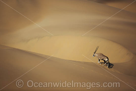 Gemsbok (Oryx gazella). Also known as Gemsbuck. This large African antelope is found mostly in desert habitats. Kunene, Namibia. Photo - Chris and Monique Fallows Gemsbok (Oryx gazella). Also known as Gemsbuck. This large African antelope is found mostly in desert habitats. Kunene, Namibia. Photo - Chris and Monique Fallows