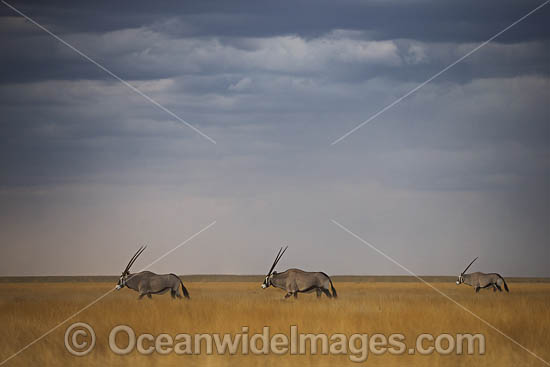 Gemsbok (Oryx gazella). Also known as Gemsbuck. This large African antelope is found mostly in desert habitats. Etosha National Park, Namibia. Photo - Chris and Monique Fallows Gemsbok (Oryx gazella). Also known as Gemsbuck. This large African antelope is found mostly in desert habitats. Etosha National Park, Namibia. Photo - Chris and Monique Fallows