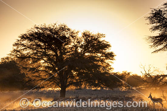 Springbok South Africa photo