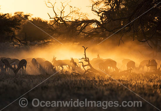 Springbok South Africa photo