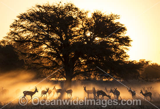 Springbok (Antidorcas marsupialis). Kagalagadi Game Reserve, South Africa. Photo - Chris and Monique Fallows Springbok (Antidorcas marsupialis). Kagalagadi Game Reserve, South Africa. Photo - Chris and Monique Fallows