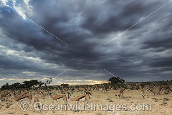 Springbok (Antidorcas marsupialis). Central Kalahari Game Reserve, Botswana. Photo - Chris and Monique Fallows