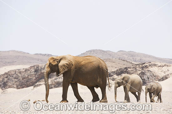 African Elephant Loxodonta africana photo