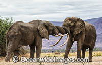 African Elephant male interaction Photo - Chris and Monique Fallows