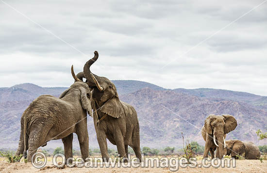 African Elephant male interaction photo