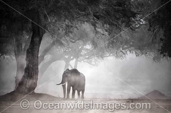African Elephant in a dust storm photo