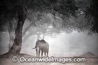 African Elephant in a dust storm Photo - Chris and Monique Fallows