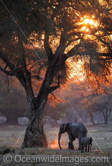 African Elephant Mana Pools Zimbabwe photo