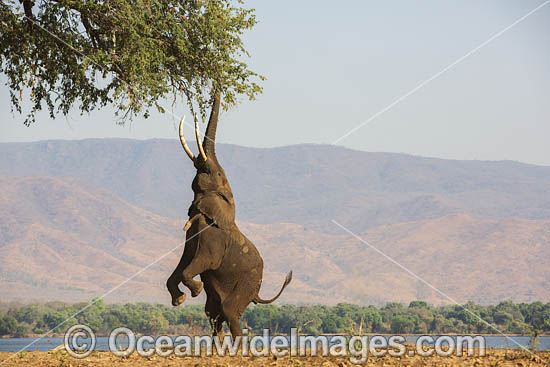 African Elephant feeding photo