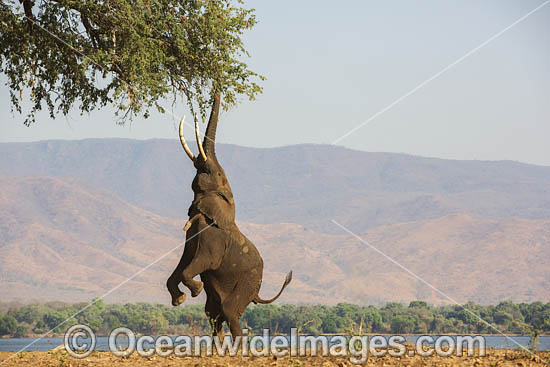 African Elephant (Loxodonta africana), uniquely standing on hind legs in order to feed. Mana Pools National Park, Zimbabwe. Photo - Chris and Monique Fallows African Elephant (Loxodonta africana), uniquely standing on hind legs in order to feed. Mana Pools National Park, Zimbabwe. Photo - Chris and Monique Fallows
