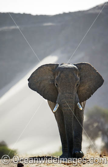 African Elephant Namibia photo
