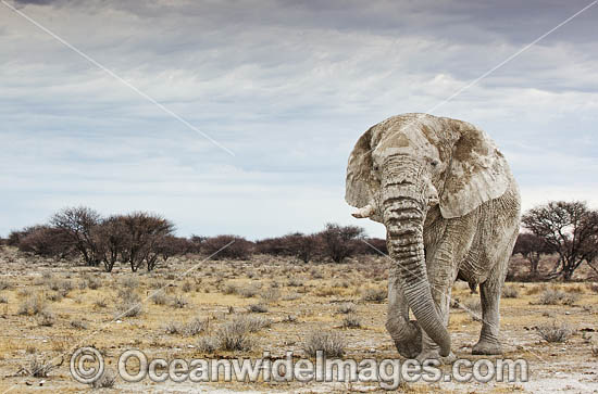 African Elephant (Loxodonta africana). Etosha National Park, Namibia. Photo - Chris and Monique Fallows African Elephant (Loxodonta africana). Etosha National Park, Namibia. Photo - Chris and Monique Fallows